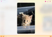 TICA reg, gorgeous kittens