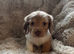 LONG HAIRED MINIATURE DACHSHUND PUPPIES