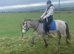 Connemara mare