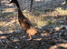 Trio of runner ducks