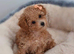 Asian Toy Poodle