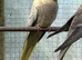 Adult cockatiel available