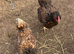 Breeding trio of Blue Laced Red Wyandotte chickens (1 male + 2 female)