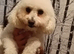 Bichon friz