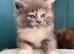 Beautiful Ragcoon kittens