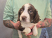 Springer Spaniel Puppies for Sale