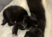 Two kittens