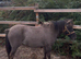 Beautiful blue dun mare