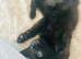 3 lovely kittens for sale