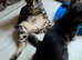 Two kittens