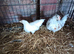 A pair of fantail Bantams 3 months old