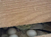 Pair of Proven Breeding Budgies