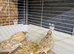 Beautiful Quails For Sale