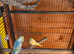Budgies