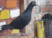 Black racing pigeons for sale