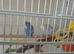 Pair of budgies for sale
