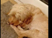 Cockapoo female