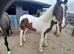 SHIRE X YEARLING FILLY