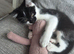 Stunning Half‑Bengal Cross Kitten – 3 Months Old
