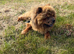 Chow chow proven stud