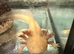 Male axolotl