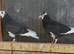 Deep Birmingham roller pigeons