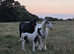 13hh mare with colt foal at foot