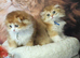 Beautiful Scottish Fold longhair kittens