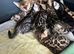 Pure bengal kittens for sale