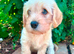 F1 Cavador Puppies Labrador x cavalier king Charles