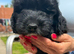 Cockapoo puppies ready to go