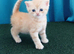 Mixed breed kittens .