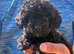 Cavapoo f2 just two boys left