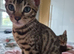 Silver bengal