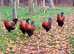 Purebred Welsumer Partridge   lg fowl hatching eggs