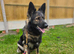 Stunning long coat german shepherd female