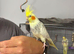 Hand Tame Female
