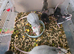 Fancy rats and dumbo rats