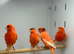 Red factor canaries