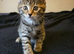 Cute & Playful Kittens Ready for New Homes