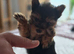 Yorkshire Terrier puppies for sale