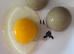 Hybrid fertile hen eggs