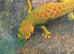 High Red Day Gecko juvenile