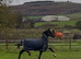 Stunning Yearling