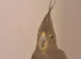 Some lovely cockatiels
