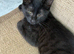 1 female kitten