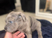 Cane Corso x Spanish Mastiff (Tradional) Hybrid Pups
