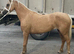 5 year old project mare