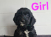 Cockapoo puppies