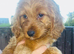 Last 3 available Stunning deep red Cavapoos f1b